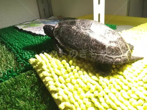 迷子ペットの画像