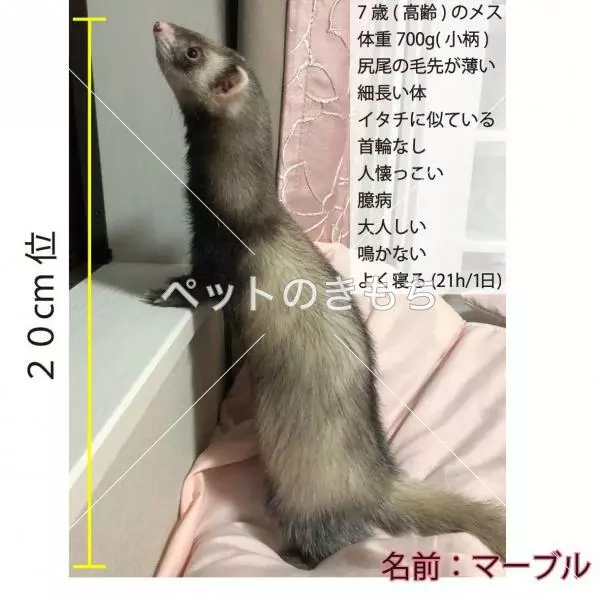 迷子ペットの画像