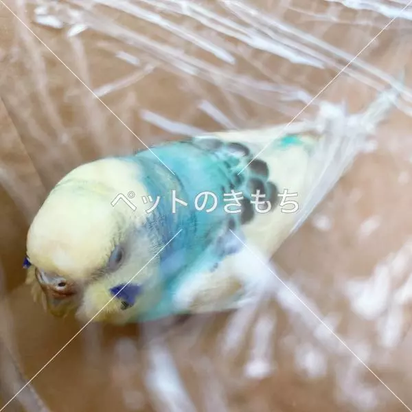 保護鳥の画像