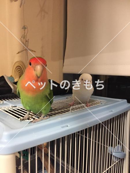 迷い鳥の写真