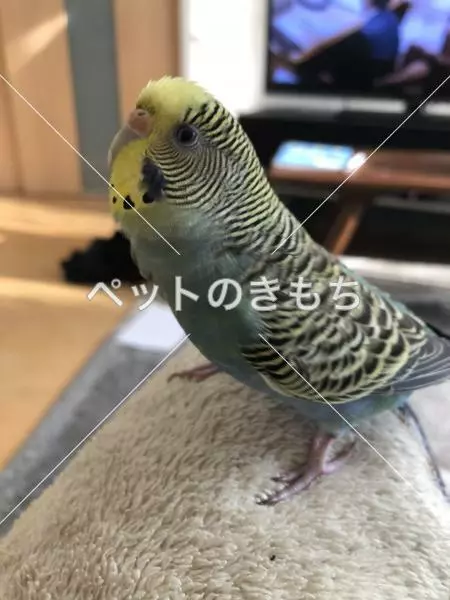 迷子鳥の画像