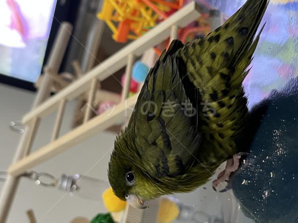迷子鳥の画像