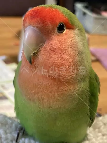 迷子鳥の画像