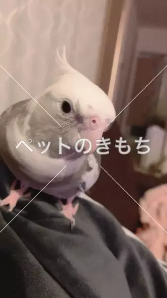 迷子鳥の画像