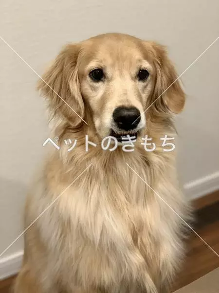 迷子犬の画像
