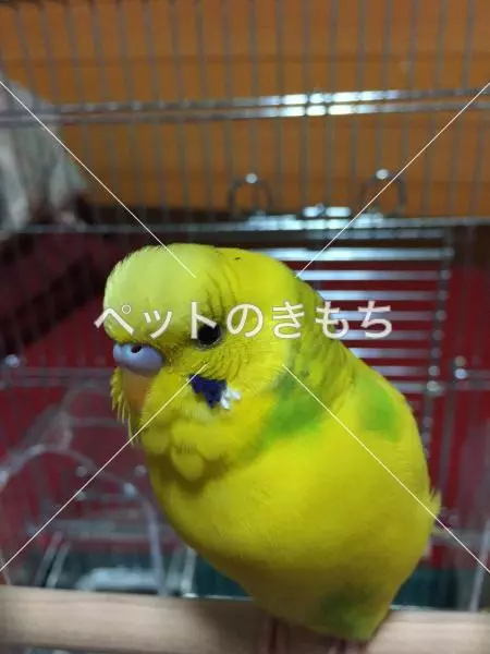 保護鳥の画像