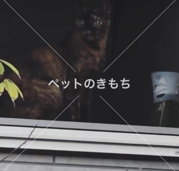 迷い猫の写真