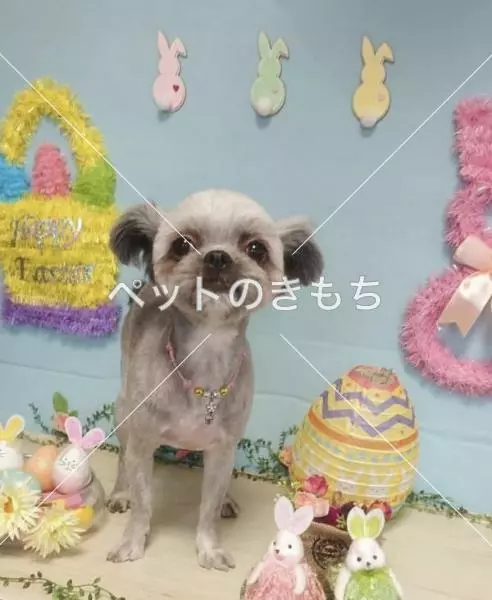 迷子犬の画像