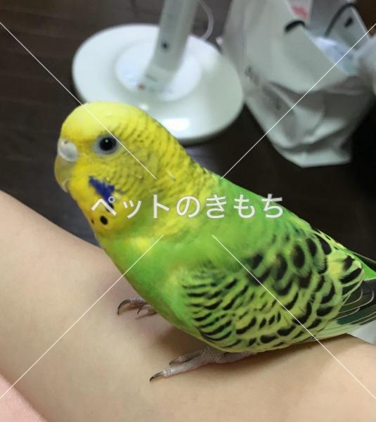 迷子鳥の画像