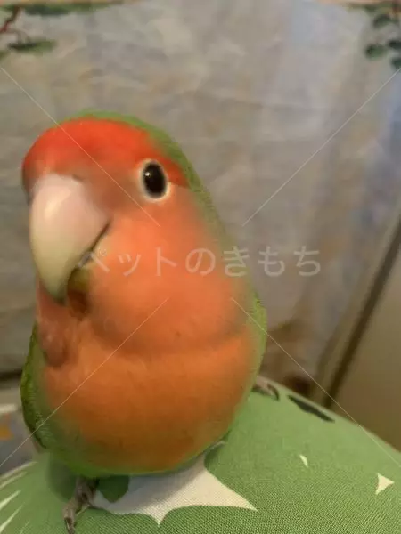 迷子鳥の画像