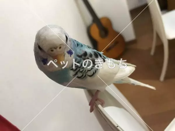 迷子鳥の画像