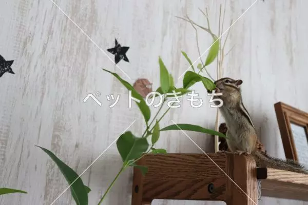 迷子ペットの画像