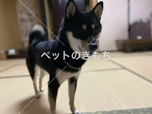 迷子犬の画像