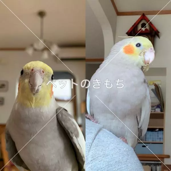 迷子鳥の画像