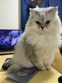迷子猫の画像