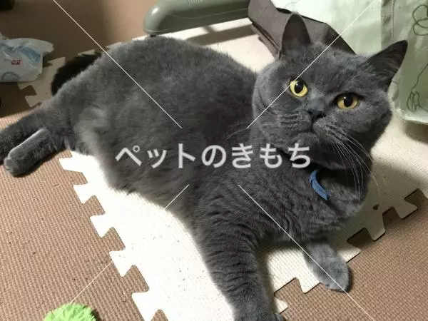 迷子猫の画像