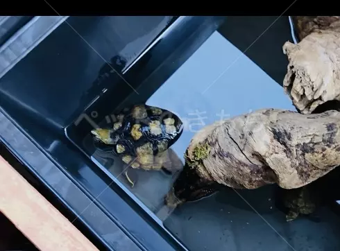 迷子ペットの画像