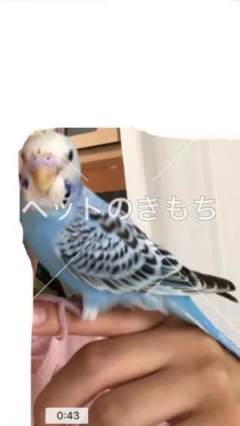 迷子鳥の画像