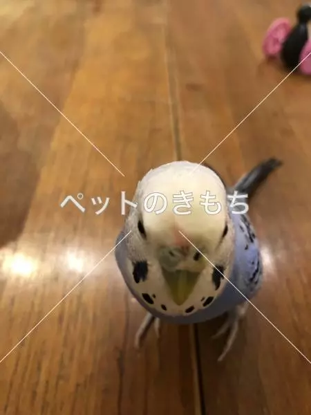 迷子鳥の画像