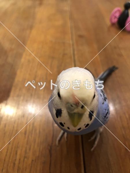 迷子鳥の画像