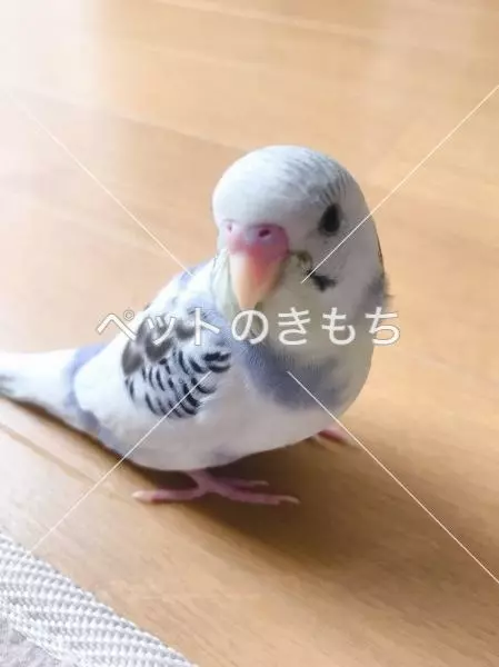 迷子鳥の画像