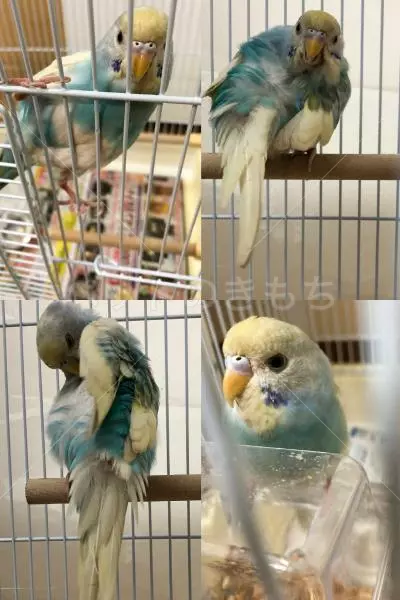 保護鳥の画像