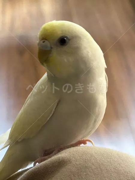 迷子鳥の画像