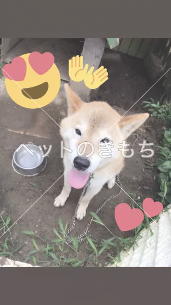 迷子犬の画像