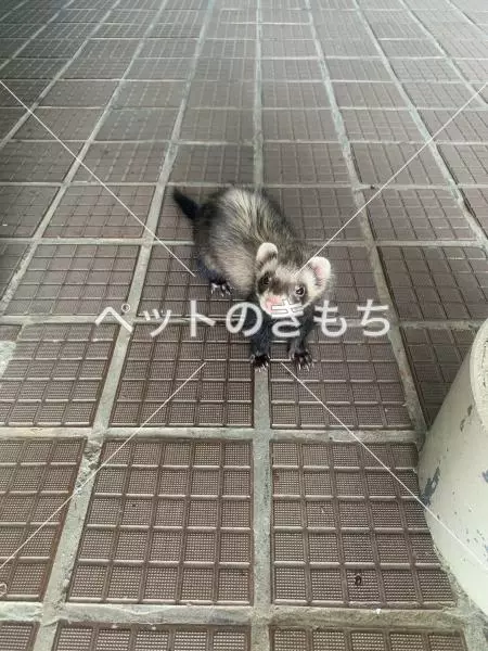 保護ペットの画像