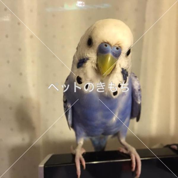 迷子鳥の画像