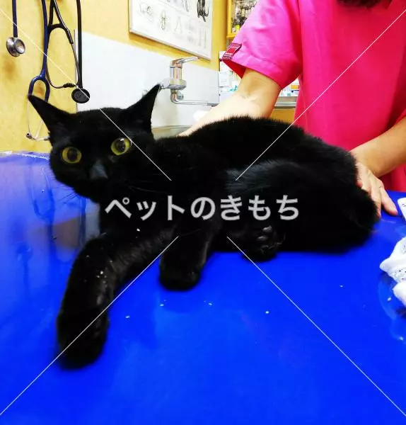 保護猫の画像