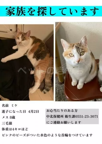 迷子猫の画像