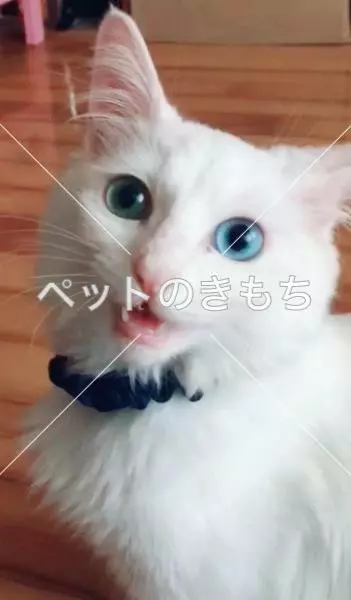 迷子猫の画像