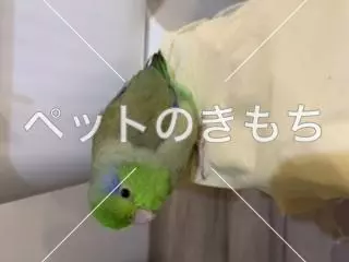 迷子鳥の画像