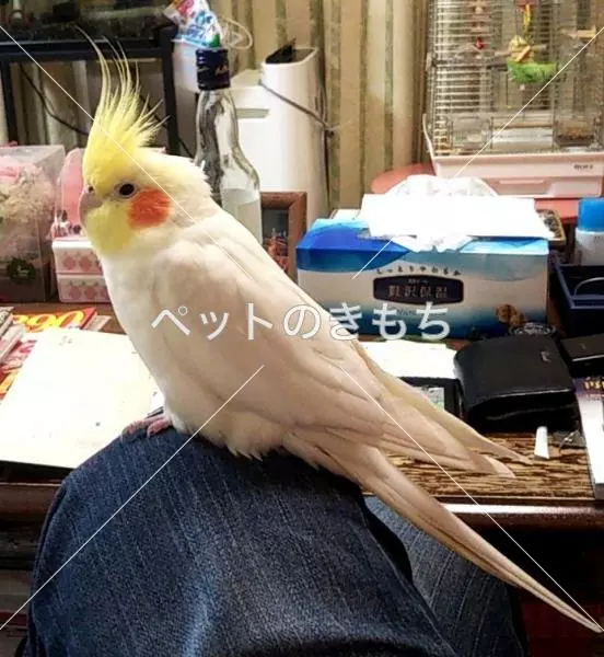 迷子鳥の画像