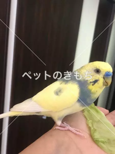 保護鳥の画像