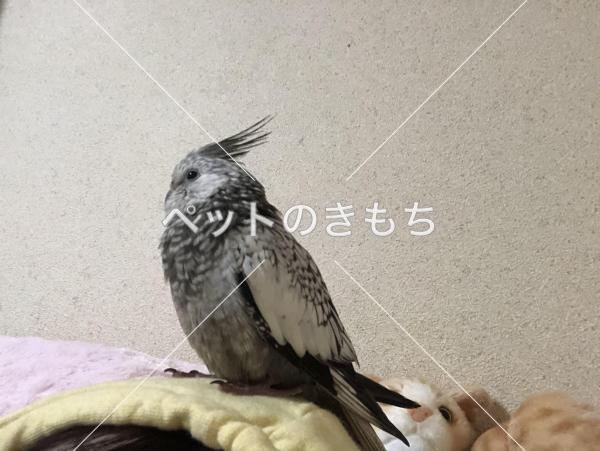 迷子鳥の画像