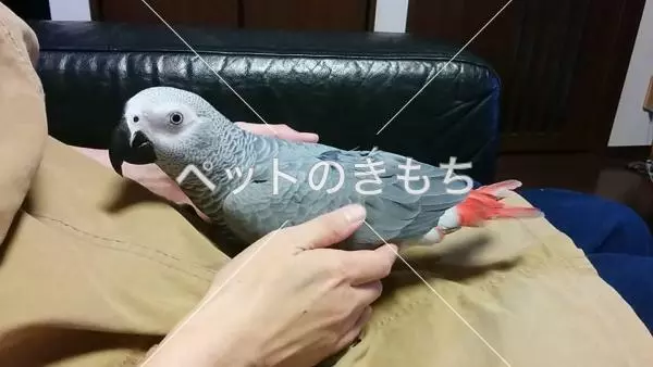迷子鳥の画像