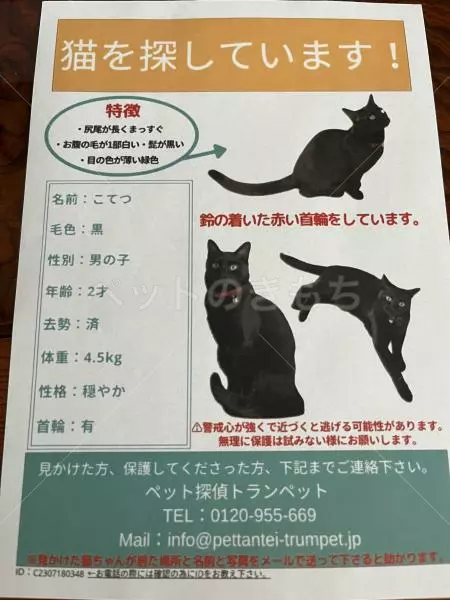 迷子猫の画像
