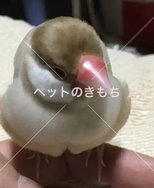 迷子鳥の画像