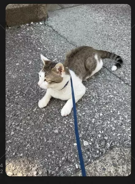 迷子猫の画像