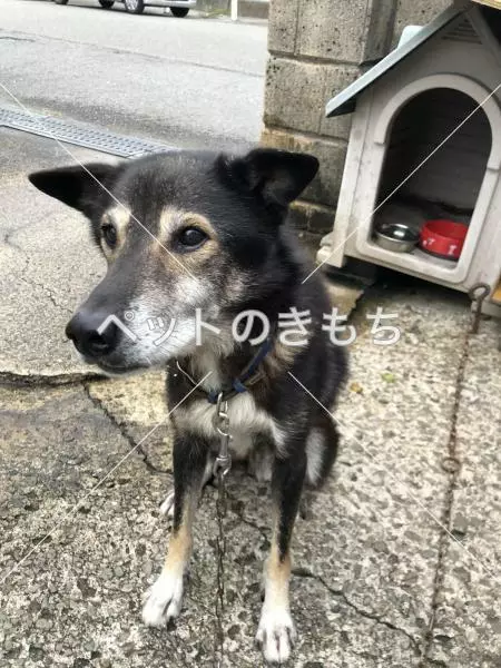 迷子犬の画像