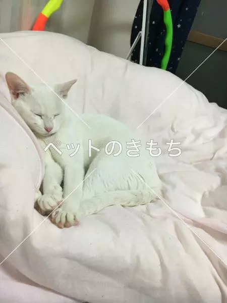 迷子猫の画像