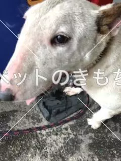 保護犬の画像