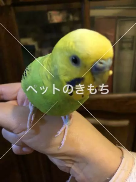 迷子鳥の画像