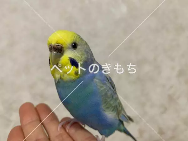 保護鳥の画像