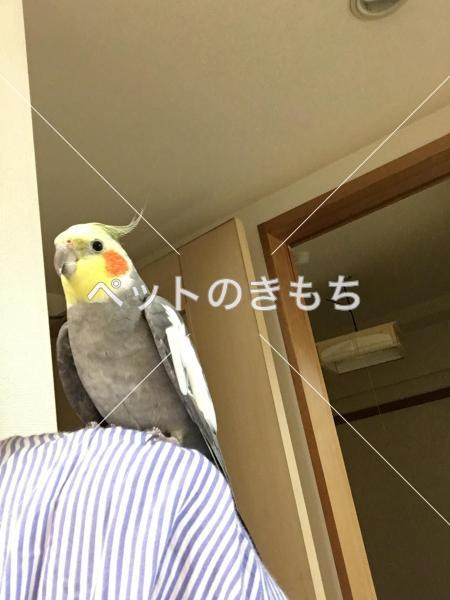 迷子鳥の画像