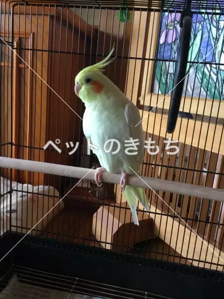 迷子鳥の画像