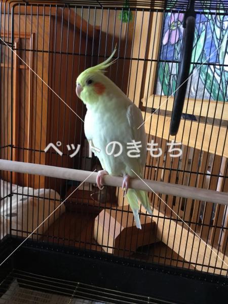 迷子鳥の画像