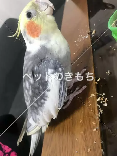 保護鳥の画像